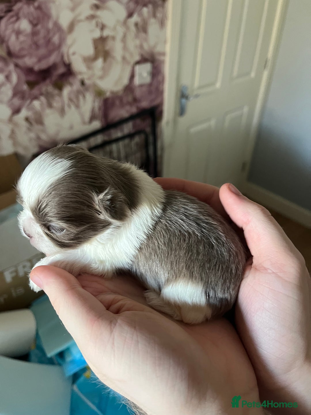 Shih Tzu dogs for sale: Beautiful shihtzu puppies  - Image 13