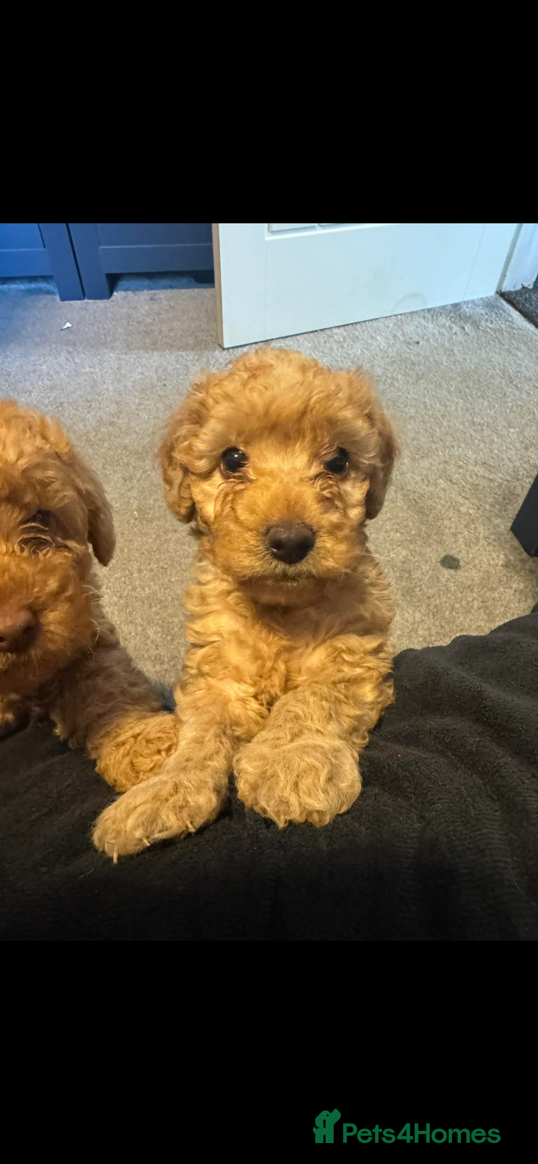 Australian Labradoodle dogs for sale: Fib Labradoodle puppies - Advert 12