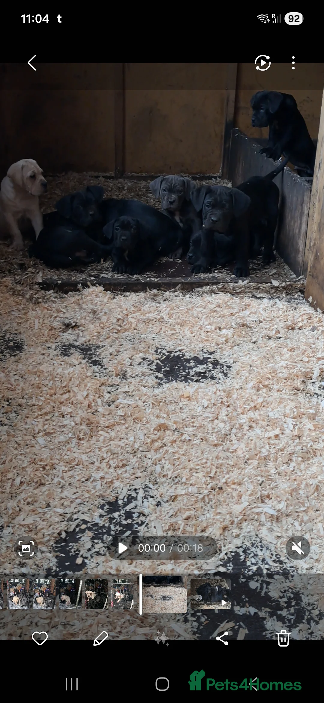 Cane Corso dogs for sale: Female Cane Corso pup - Advert 2