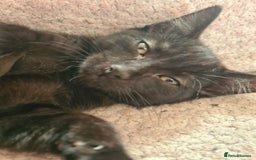 British Shorthair cats for sale: Four lil fut baby's ready for homes - Image 2