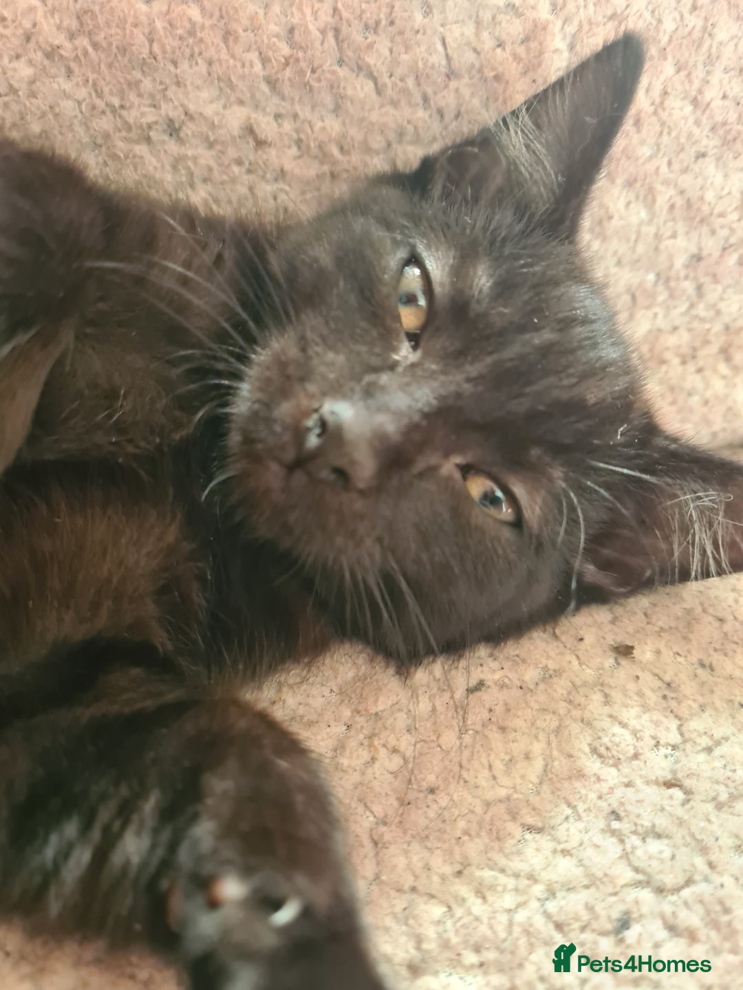 British Shorthair cats for sale: Four lil fut baby's ready for homes - Image 2