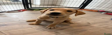 Yellow Collar Boy