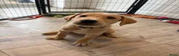 Labrador Retriever dogs for sale: Health Tested Champion Pedigree Pups - Advert 16