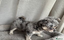 Chihuahua dogs for sale: XXS Tiny Chihuahua Long,Last Girl,Merle Blue Eye - Image 17