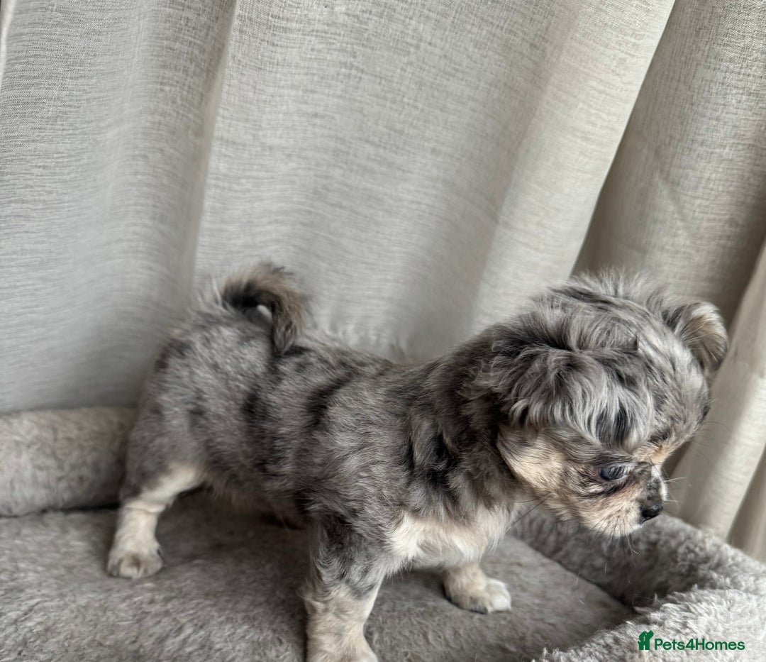 Chihuahua dogs for sale: XXS Tiny Chihuahua Long,Last Girl,Merle Blue Eye - Image 17