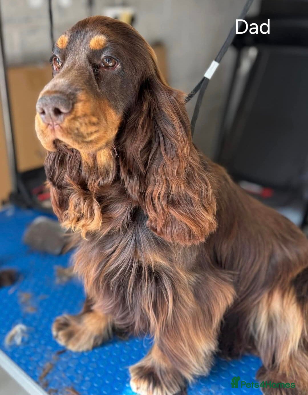 Cocker Spaniel dogs for sale: KC Reg Show Cocker Spaniels  - Image 8