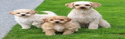 Poochon dogs for sale: Beautiful Poochon puppies for sale  - Advert 2