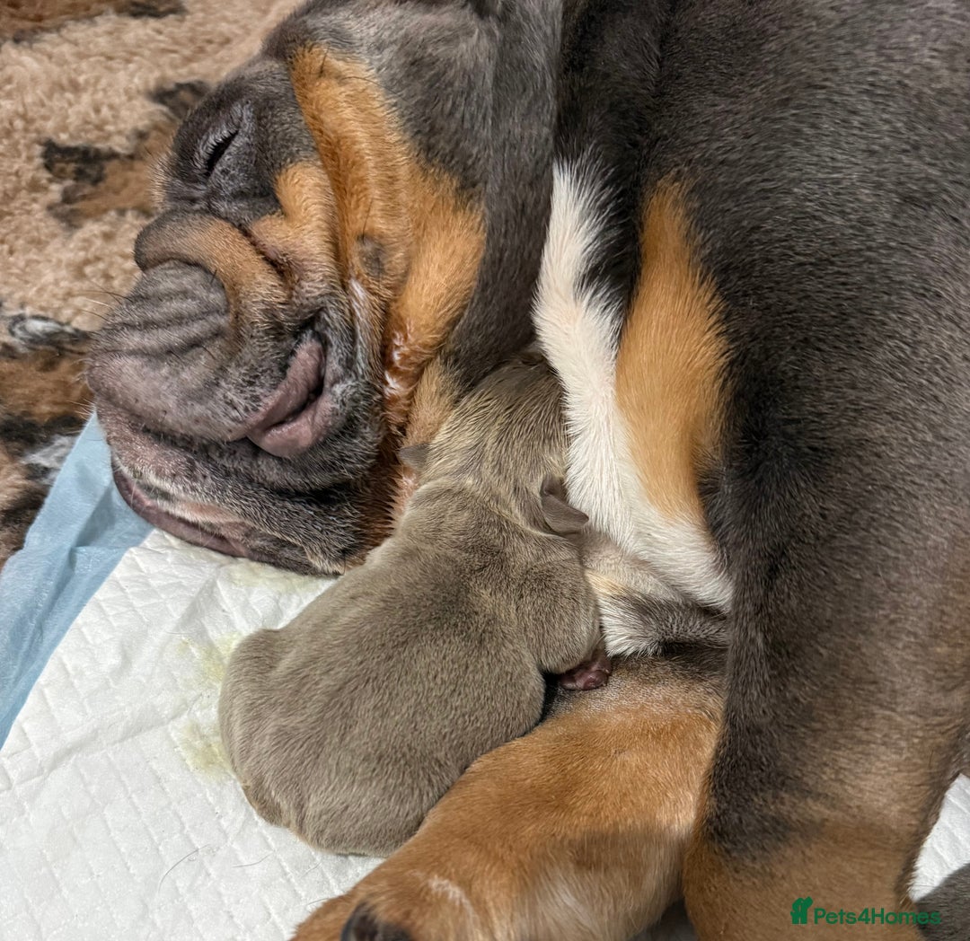 English Bulldog dogs for sale: Stunning English Bulldog Puppies - Advert 14