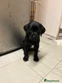 Cane Corso Puppy 8