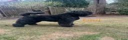 Bouvier Des Flandres dogs for sale: Bouvier des Flandres FCI/ZKwP in West Wickham - Advert 7