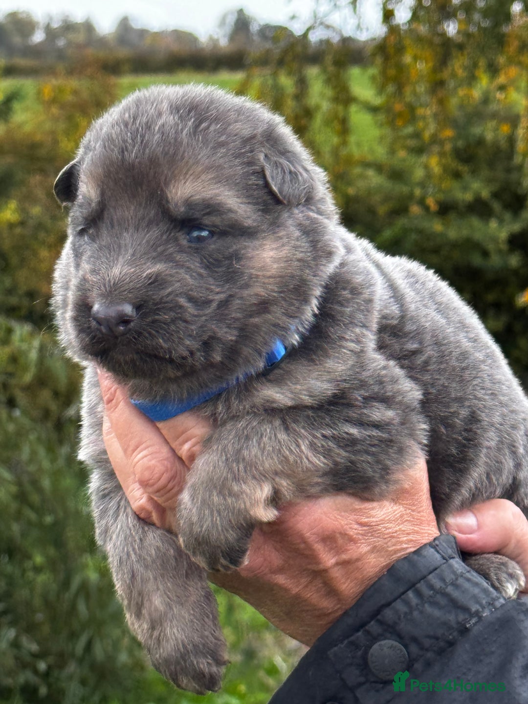 German Shepherd dogs for sale: ⭐️Chunky kc reg GSD pups ⭐️  - Image 20