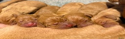 Hungarian Vizsla dogs for sale: KC registered Hungarian Viszla puppies - Advert 4