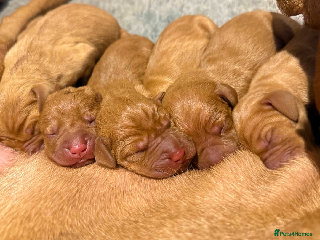 Hungarian Vizsla dogs for sale: KC registered Hungarian Viszla puppies - Advert 4