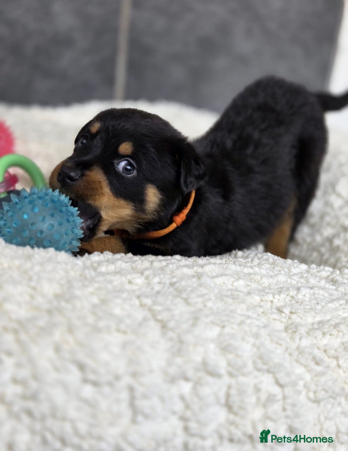 Rottweiler dogs Stunning Rottweiler pups - Advert 1