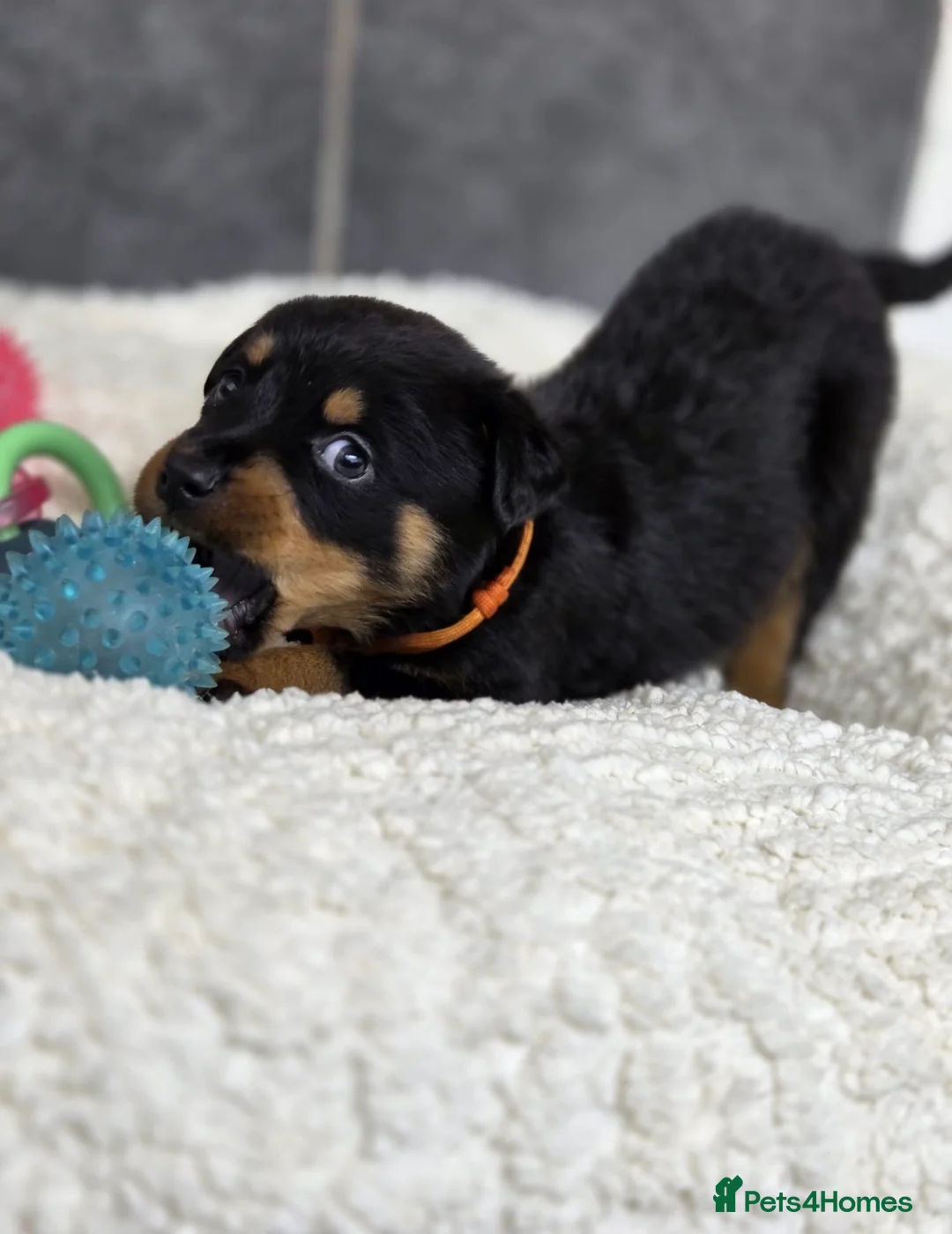 Rottweiler dogs for sale: Stunning Rottweiler pups - Advert 10