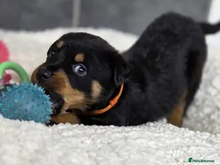 Rottweiler dogs Stunning Rottweiler pups - Advert 1