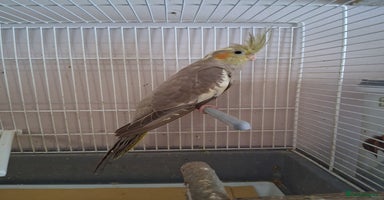 Cockatiels birds - Advert 1