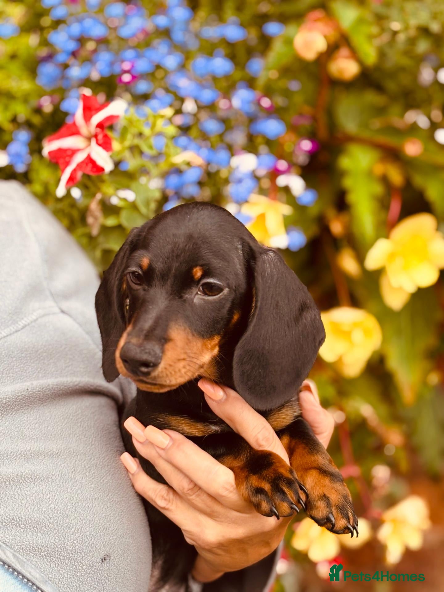 Miniature Dachshund dogs Stunning KC dachshund boy available - Advert 1