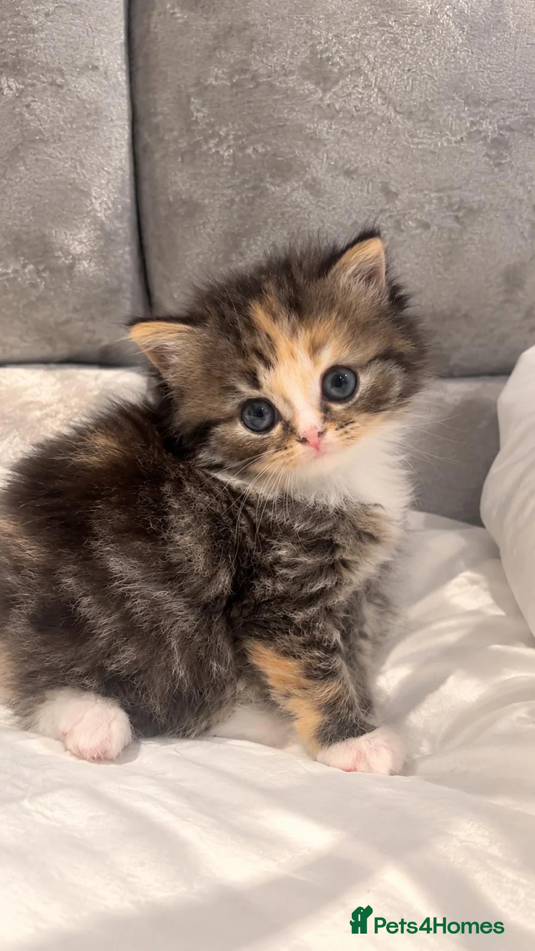British Shorthair cats for sale: British shorthair kitten in Pinner - Advert 2