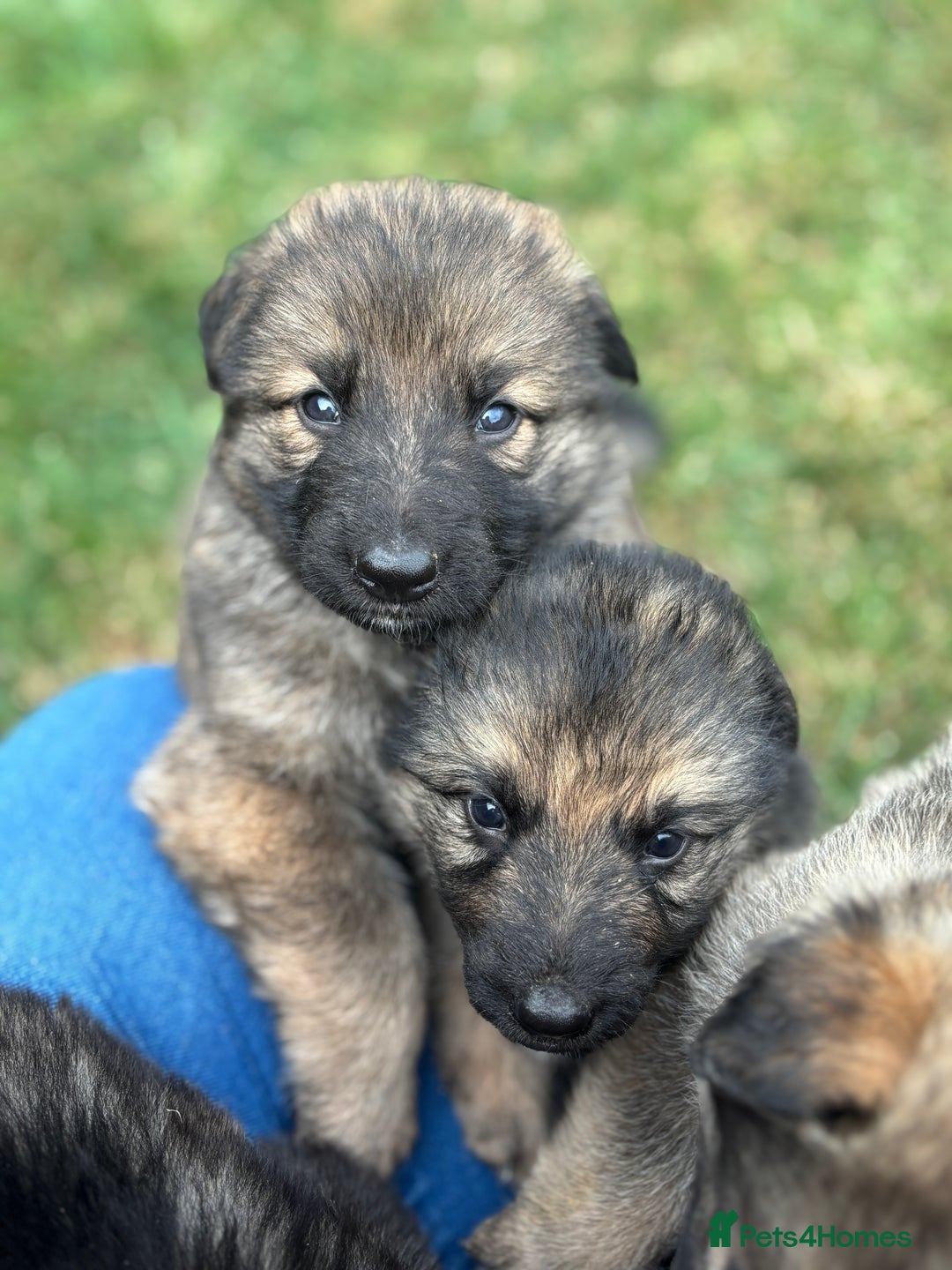 German Shepherd dogs for sale: German shepherd pups  - Image 10