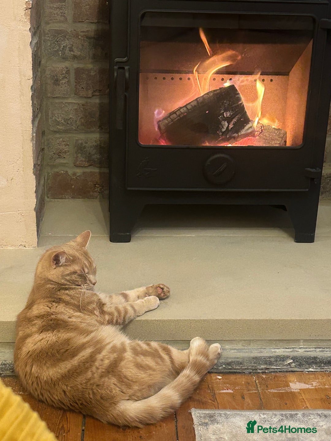 Mixed Breed cats for sale: Oliver (Olly) - Male Ginger Cat - Advert 5