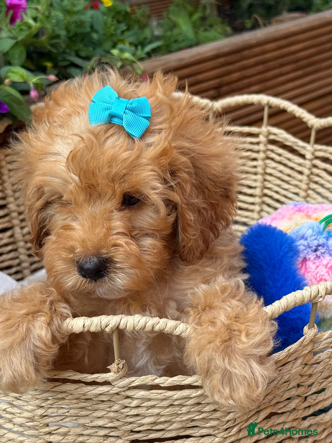 Cockapoo dogs for sale: Cockapoo - Advert 2