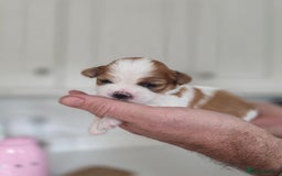 Lhasa Apso dogs for sale: Beautiful Lhasa Apso Puppies - Image 10