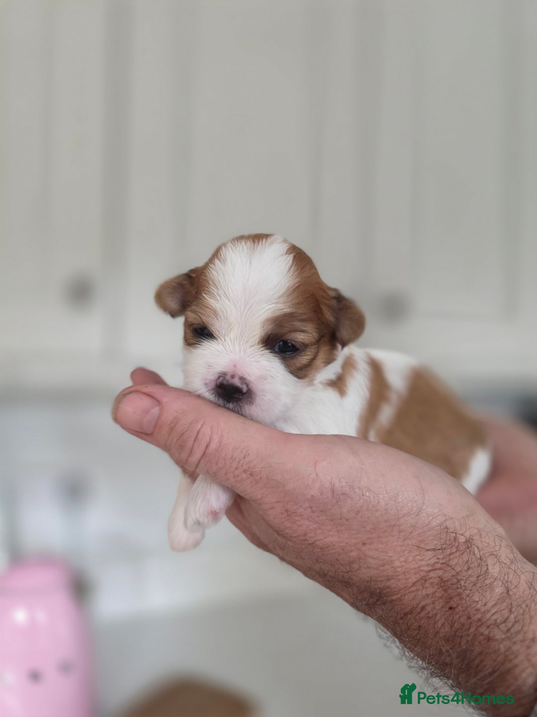 Lhasa Apso dogs for sale: Beautiful Lhasa Apso Puppies - Image 10