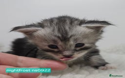 Maine Coon cats for sale: Maine Coon Kittens Silver Imported Shaded Lines - Image 12