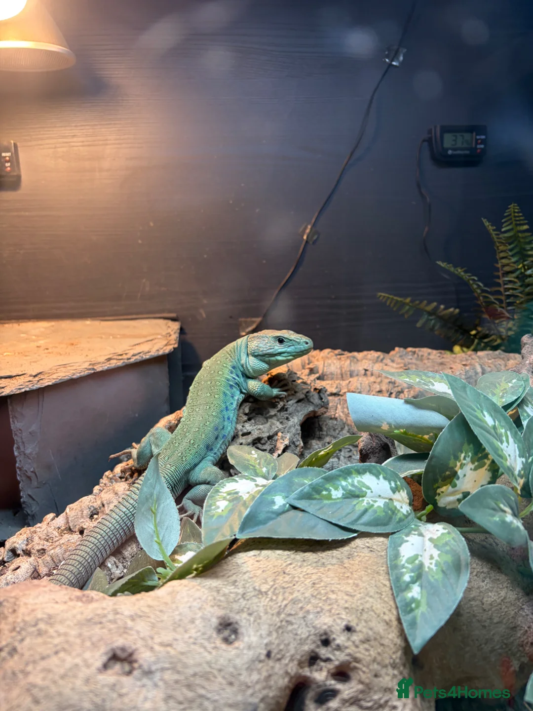 Lizard reptiles for sale: Jewelled Lacerta lizard for sale  - Advert 2