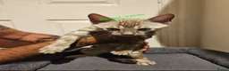 Bengal cats for sale: Snow mink bengals - ready now - Advert 2