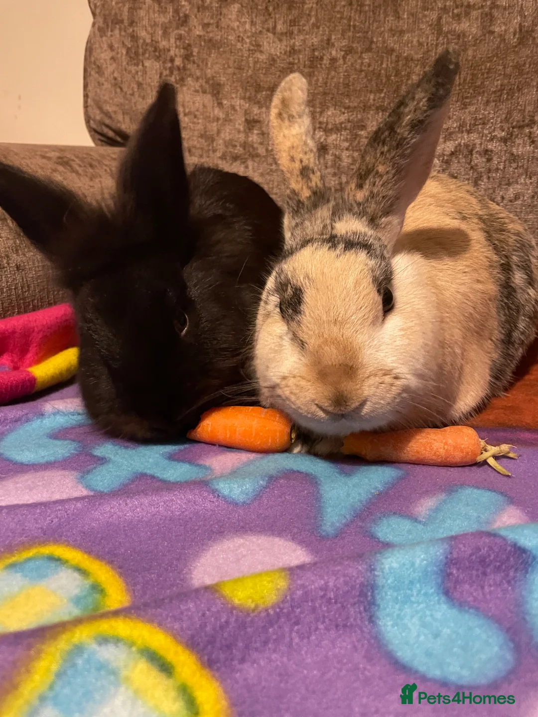 Mixed Breed rabbits for sale: Pair of bunnies for rehoming - Advert 1