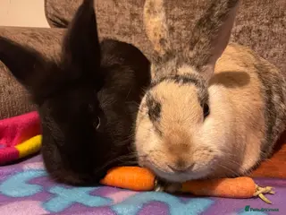 Mixed Breed rabbits Pair of bunnies for rehoming - Advert 1