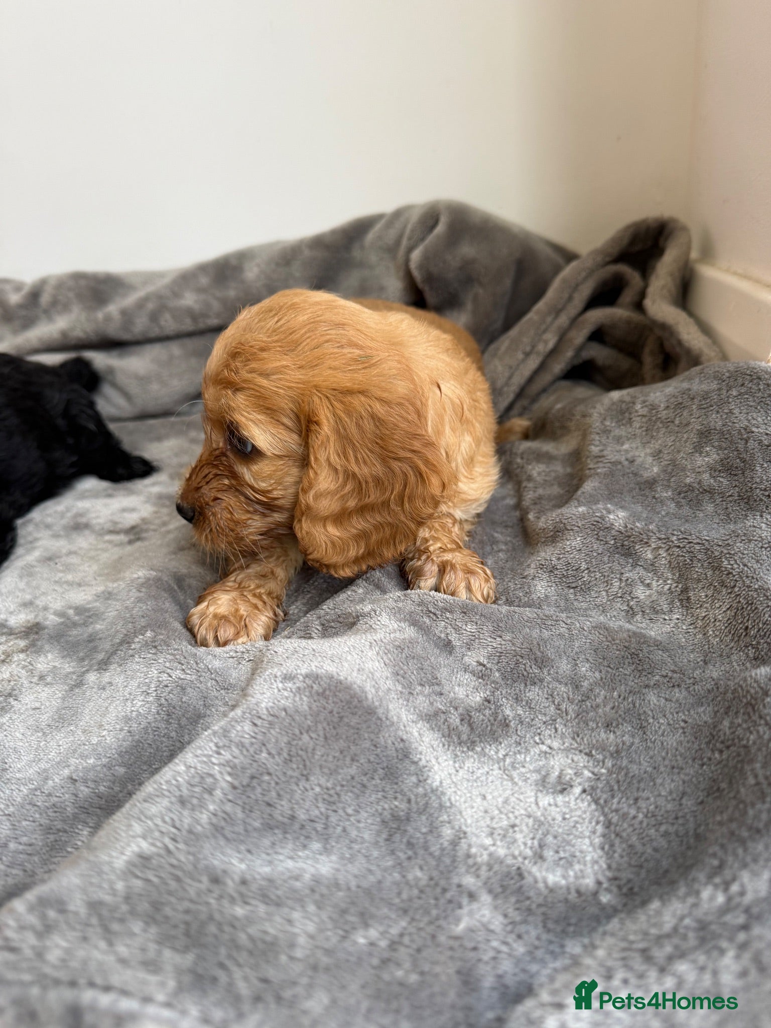 Cockapoo dogs Cockapoo puppies  - Advert 2