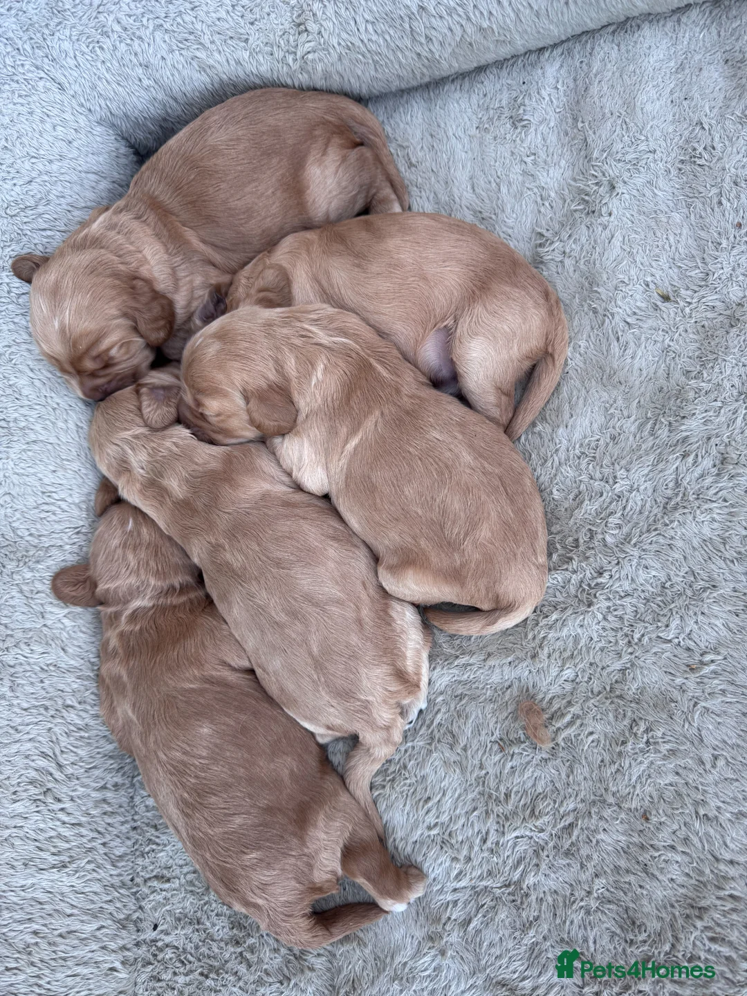 Cockapoo dogs for sale: Beautiful  F1 Cockerpoo pups  - Advert 1