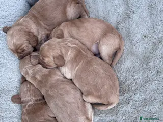 Cockapoo dogs Beautiful F1 Cockerpoo pups - Advert 7