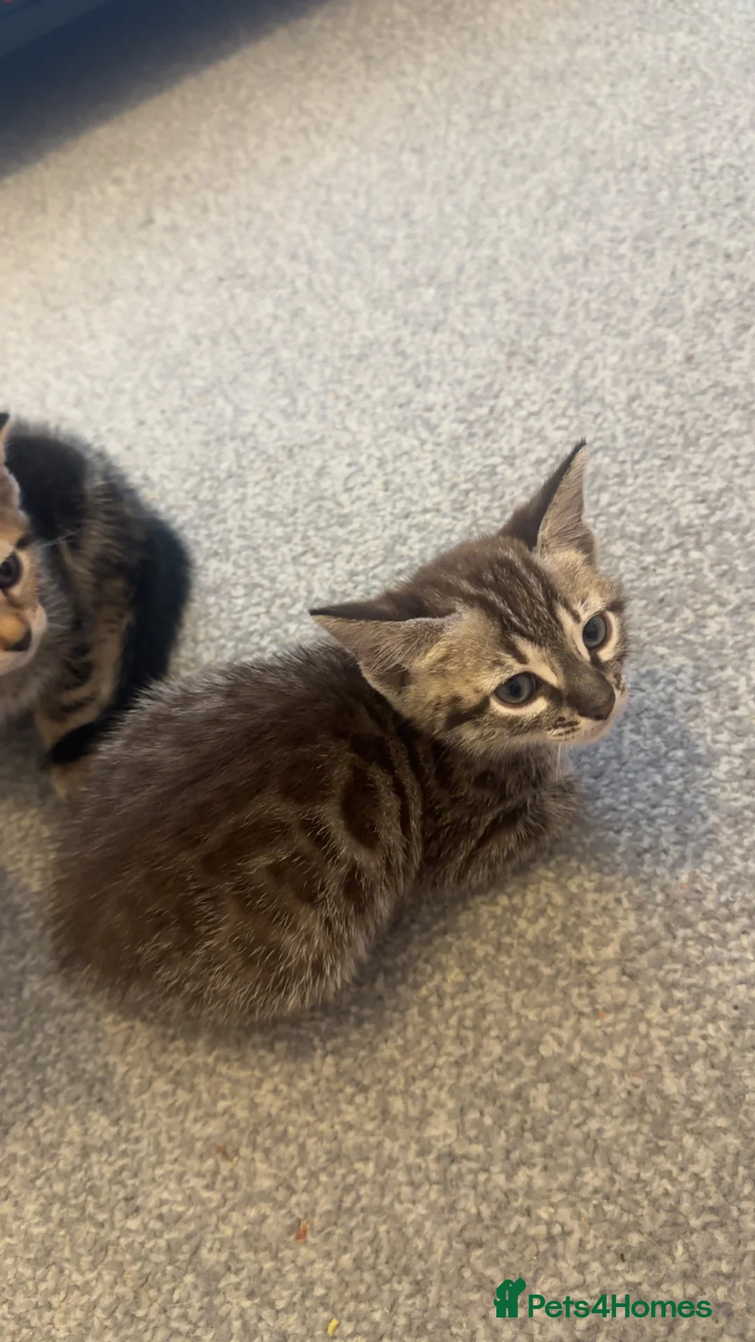 Bengal cats for sale: Bengal kittens  in Brentford - Advert 2