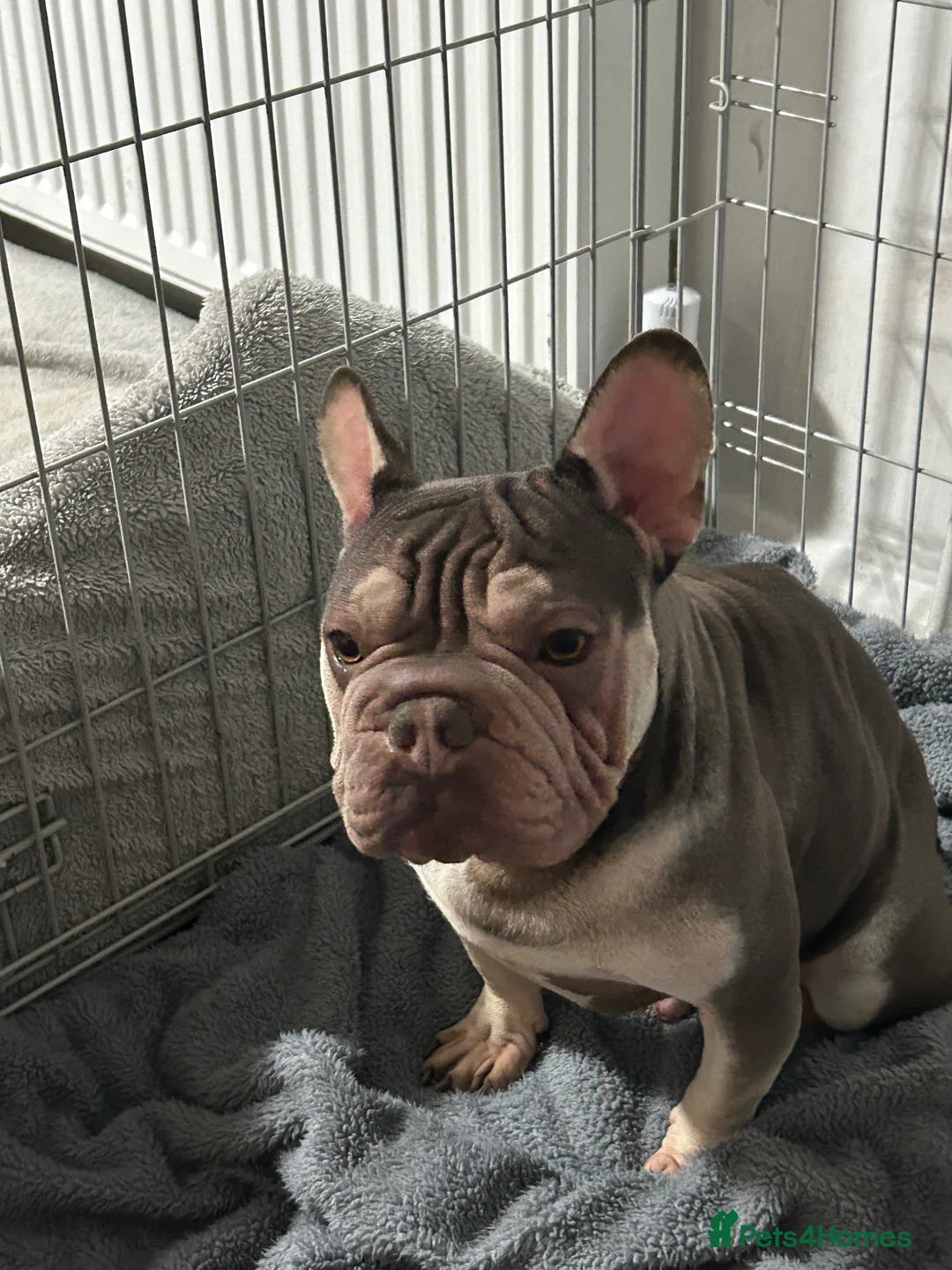French Bulldog dogs for sale: French bulldog - Advert 4