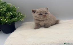 British Shorthair cats for sale: PEDIGREE REGISTERED CHUNKY BRITISH SHORTHAIRS  - Image 24