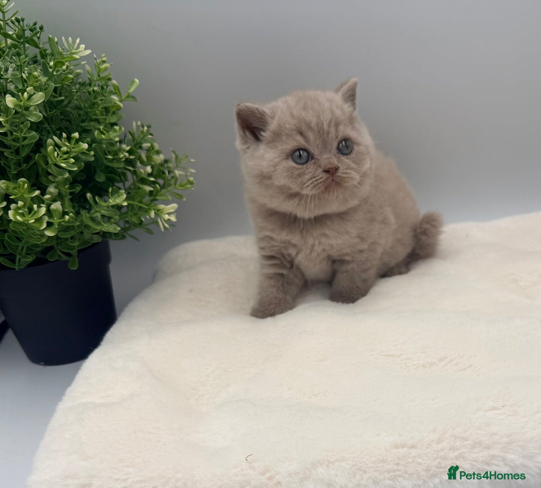 British Shorthair cats for sale: PEDIGREE REGISTERED CHUNKY BRITISH SHORTHAIRS  - Image 24