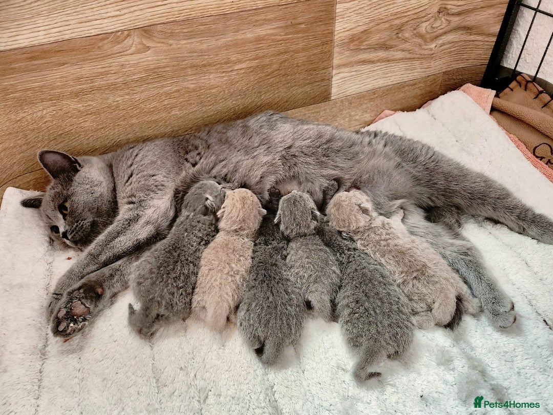 British Shorthair cats for sale: Gorgeous BSH Kittens  - Image 17