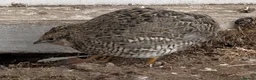 Mixed Breed birds for sale: 9 Button Quail – Males and Females – North Hants - Advert 2