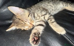 Savannah cats for sale: 3 beautiful kittens  - Image 21