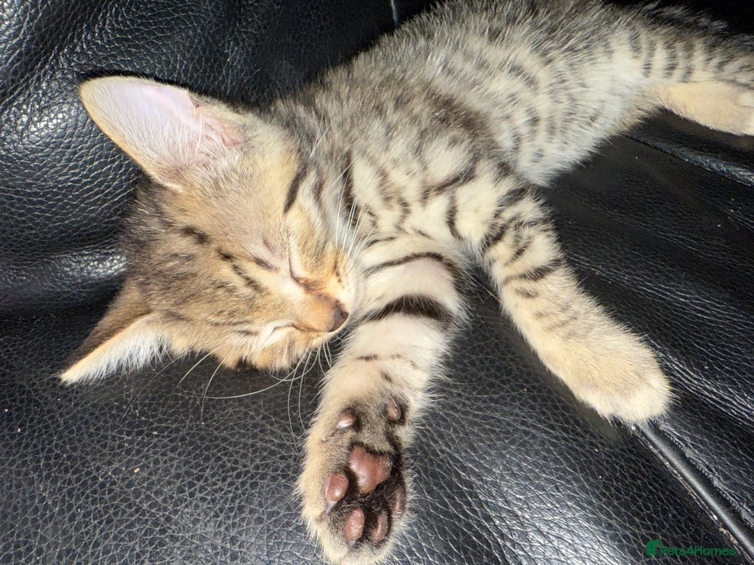 Savannah cats for sale: 3 beautiful kittens  - Image 21