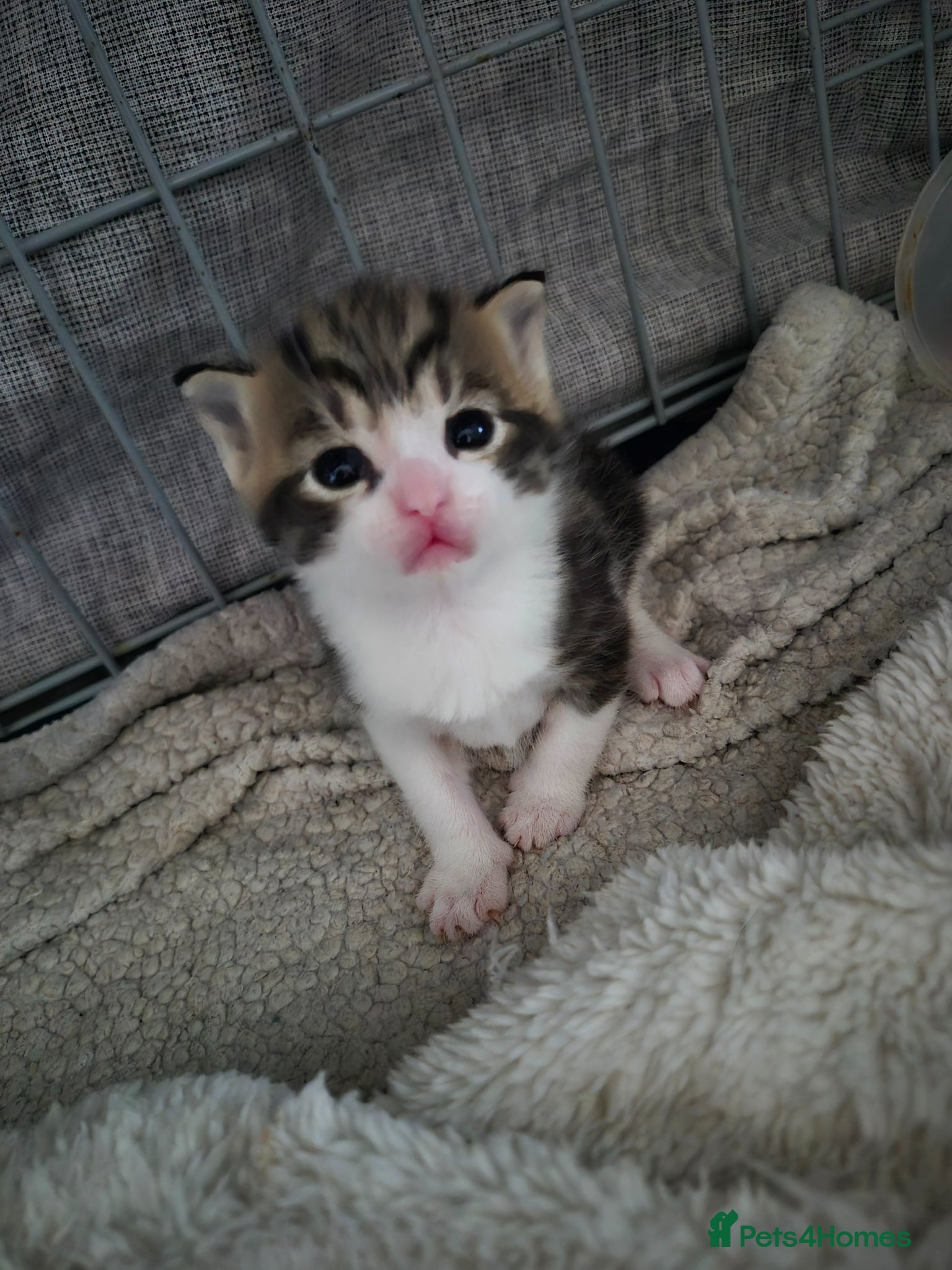 Mixed Breed cats 3 beautiful boy  - Advert 6