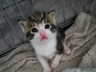 Mixed Breed cats 3 beautiful boy - Advert 6