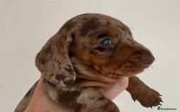 Miniature Dachshund dogs for sale: Tiny miniature dachshund puppies  - Image 6