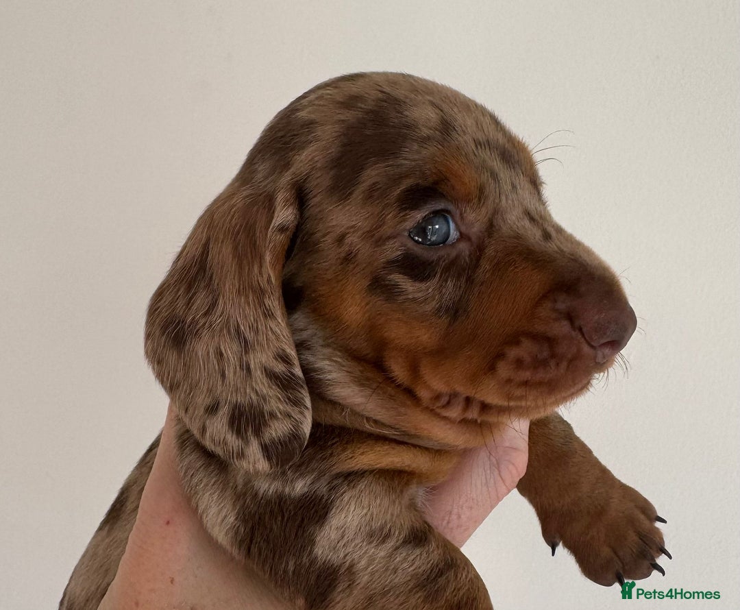 Miniature Dachshund dogs for sale: Tiny miniature dachshund puppies  - Image 6