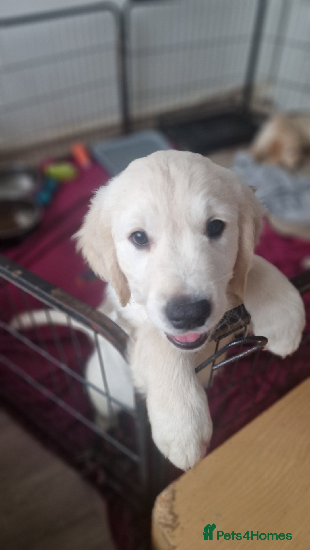 Golden Retriever dogs for sale: 🐾🐕 3 male Golden Retriever Puppies 🐶 🐕‍🦺 - Image 26