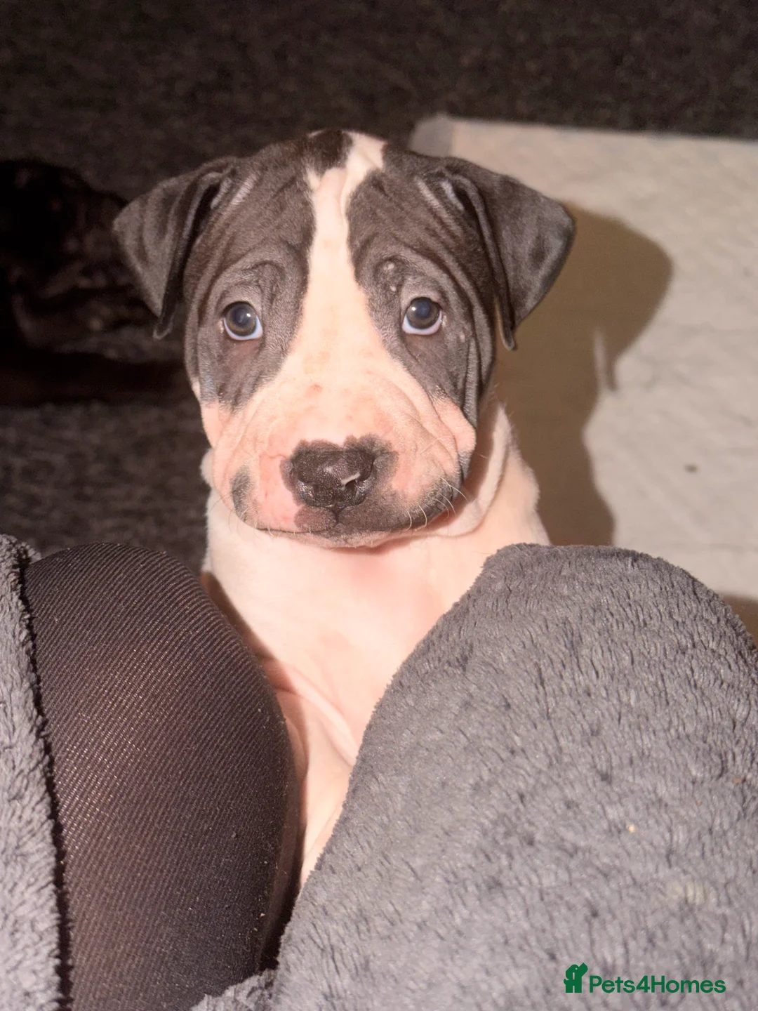 Mixed Breed dogs for sale: Sharpei/Mastiff x Staff - Ready 4 New Homes  - Advert 2